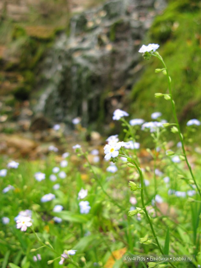 Путешествие на водопад. Raspberry Sorbet Blythe (год выпуска 2011)