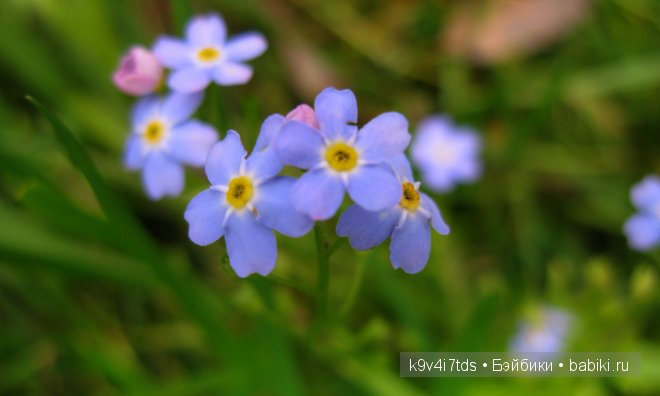 Путешествие на водопад. Raspberry Sorbet Blythe (год выпуска 2011)