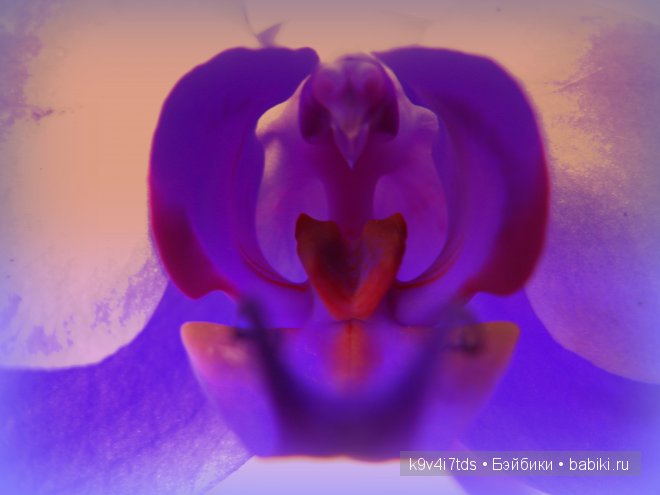 Магический цветок. Орхидеи | Бэйбики Магический цветок. Орхидеи (фото 6)