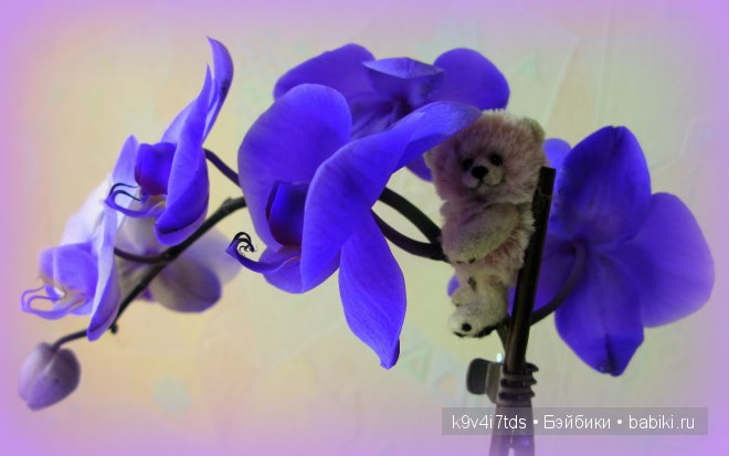 Магический цветок. Орхидеи | Бэйбики Магический цветок. Орхидеи