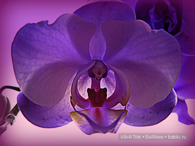 Магический цветок. Орхидеи | Бэйбики Магический цветок. Орхидеи (фото 7)