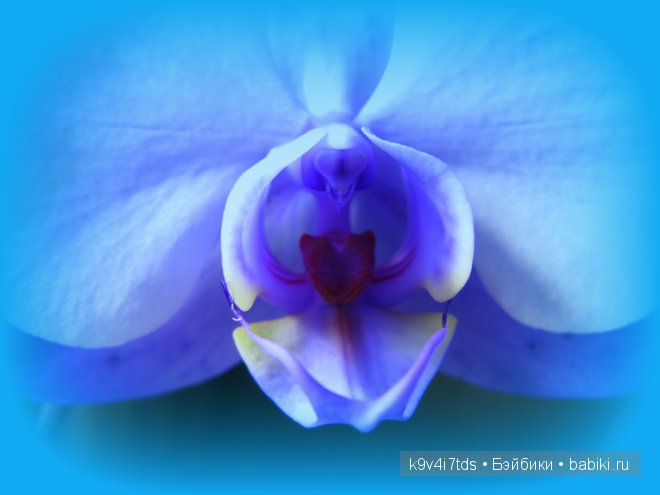 Магический цветок. Орхидеи | Бэйбики Магический цветок. Орхидеи (фото 9)
