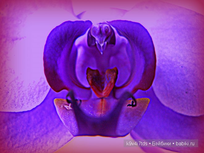 Магический цветок. Орхидеи | Бэйбики Магический цветок. Орхидеи (фото 5)