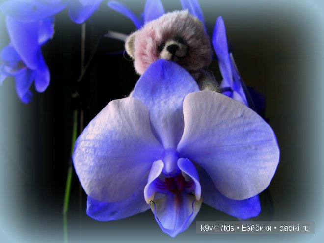 Магический цветок. Орхидеи | Бэйбики Магический цветок. Орхидеи