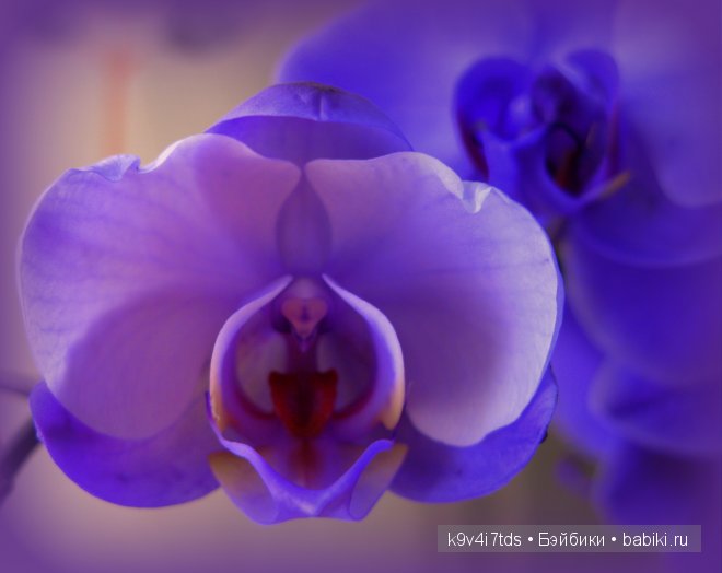 Магический цветок. Орхидеи | Бэйбики Магический цветок. Орхидеи (фото 3)