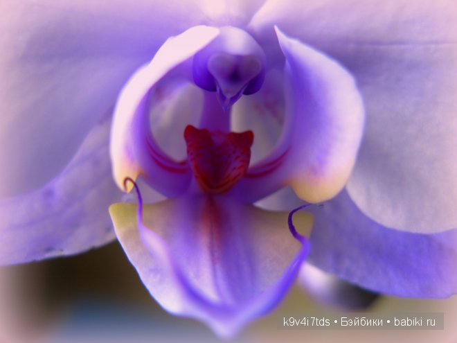 Магический цветок. Орхидеи | Бэйбики Магический цветок. Орхидеи