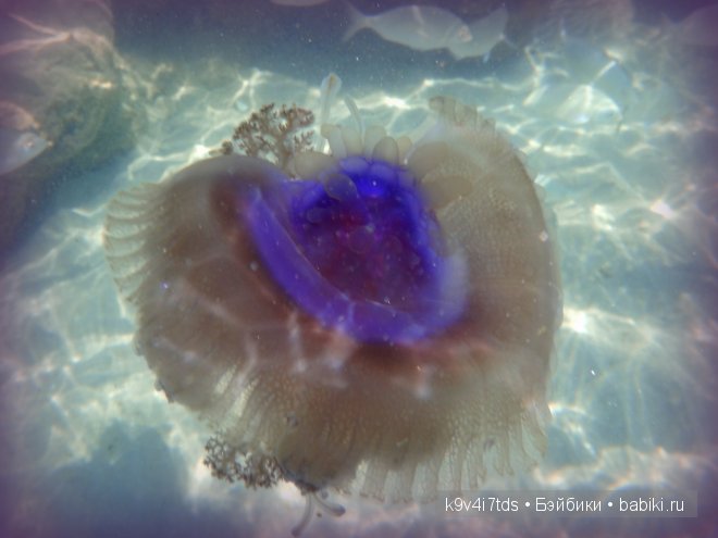 красное море красное море