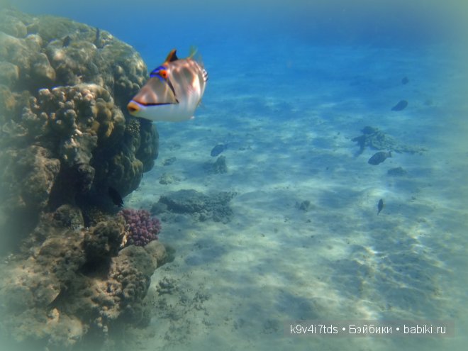 красное море красное море
