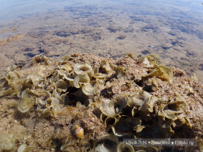 красное море красное море