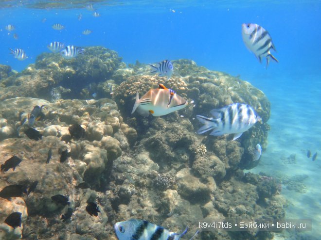 красное море красное море