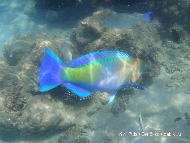 красное море красное море