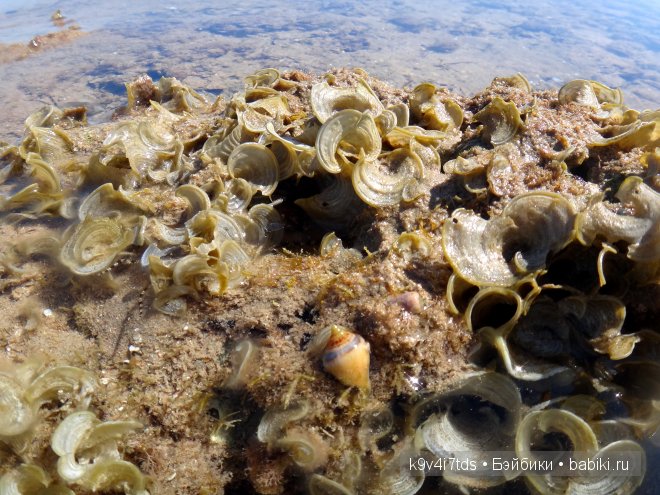красное море красное море