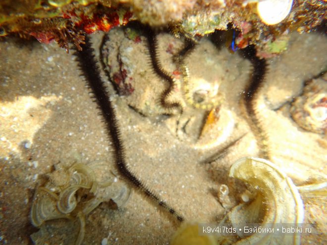 красное море красное море