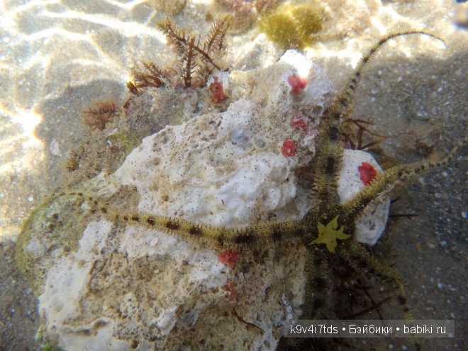 красное море красное море