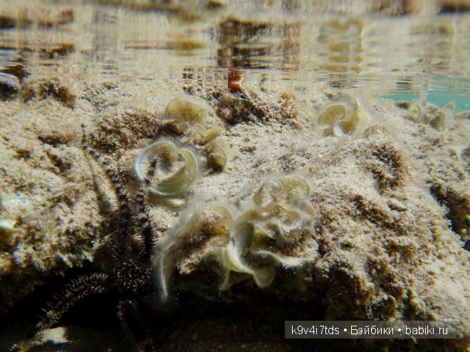красное море красное море