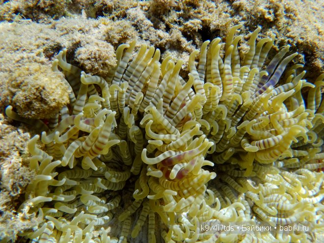 красное море красное море