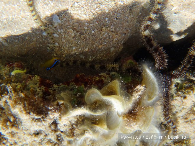 красное море красное море