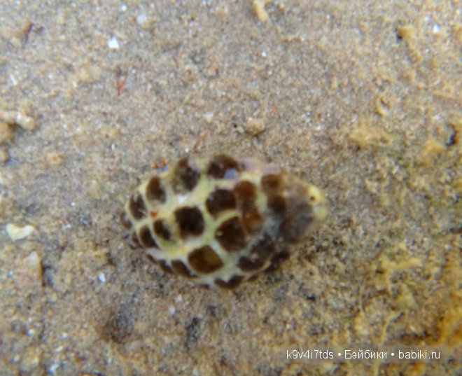 красное море красное море