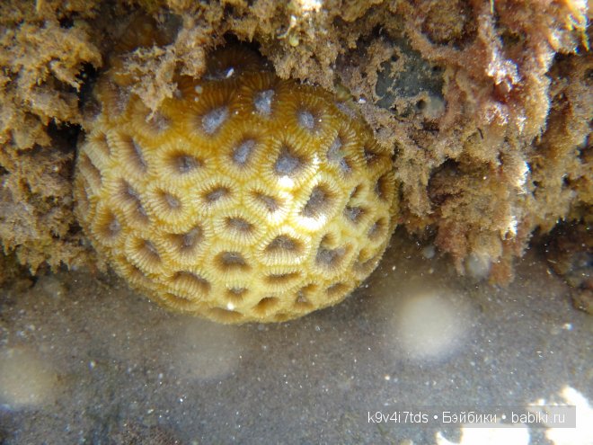 красное море красное море