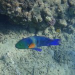 Красное море - релакс тела и души