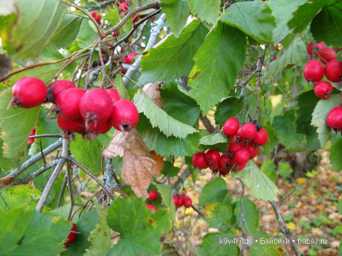 путешествия