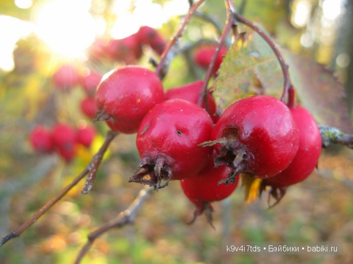 путешествия
