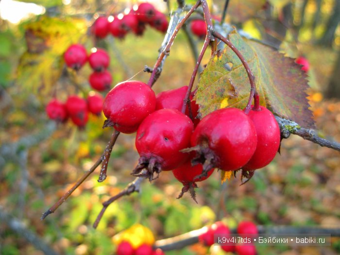путешествия