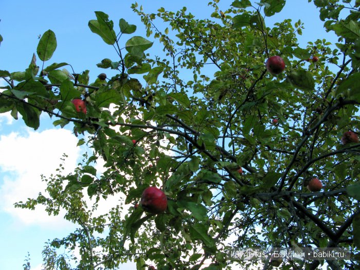 путешествия