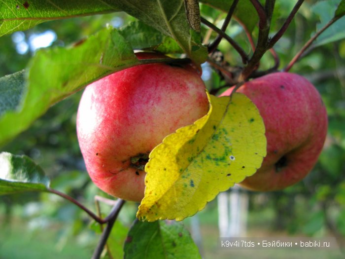 путешествия