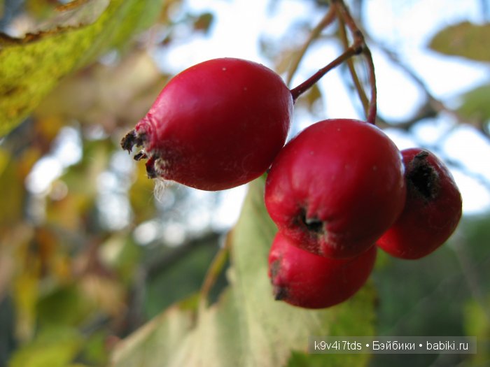 путешествия