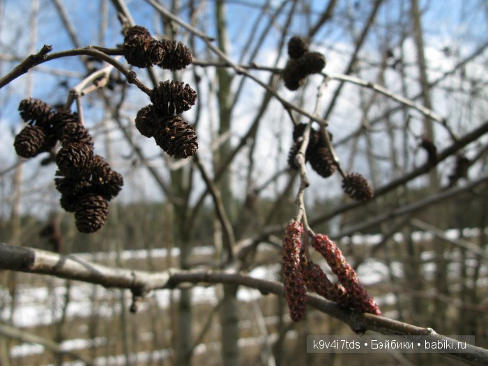 Весна идёт - весне дорогу! Бонус: фото солнечного затмения 2015. LittleFee Bonnie от Fairyland