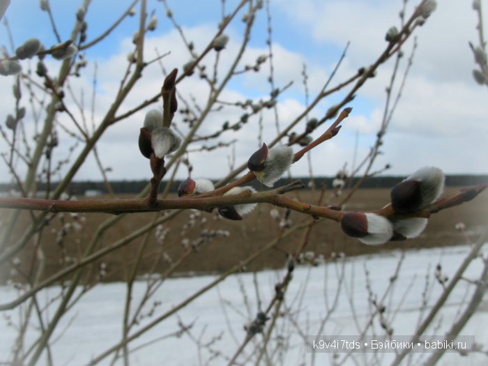 Весна идёт - весне дорогу! Бонус: фото солнечного затмения 2015. LittleFee Bonnie от Fairyland