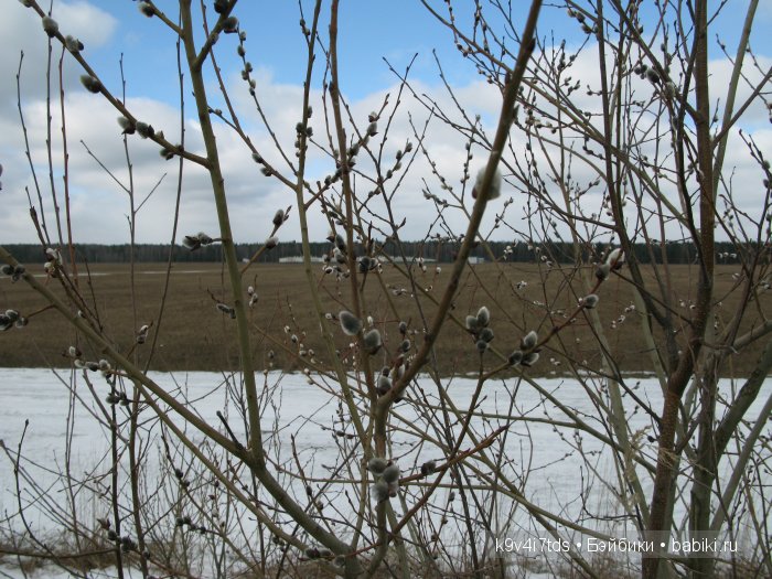 Весна идёт - весне дорогу! Бонус: фото солнечного затмения 2015. LittleFee Bonnie от Fairyland