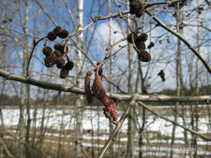 Весна идёт - весне дорогу! Бонус: фото солнечного затмения 2015. LittleFee Bonnie от Fairyland