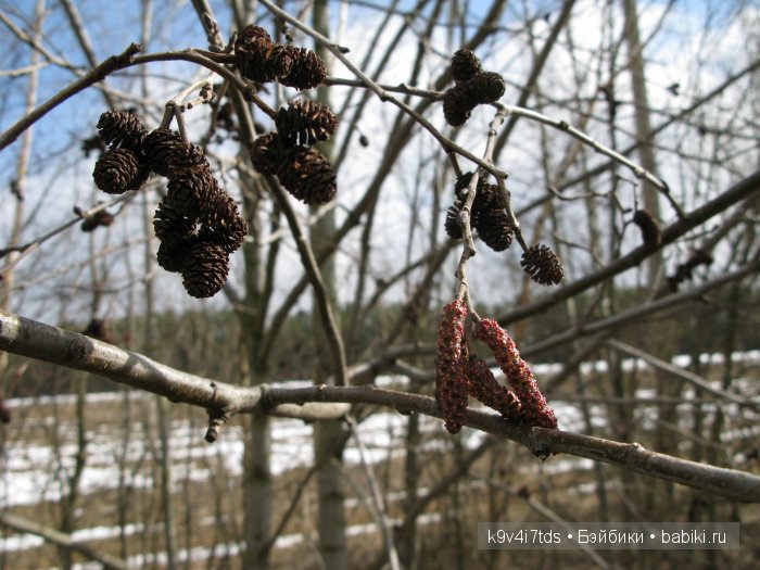 Весна идёт - весне дорогу! Бонус: фото солнечного затмения 2015. LittleFee Bonnie от Fairyland