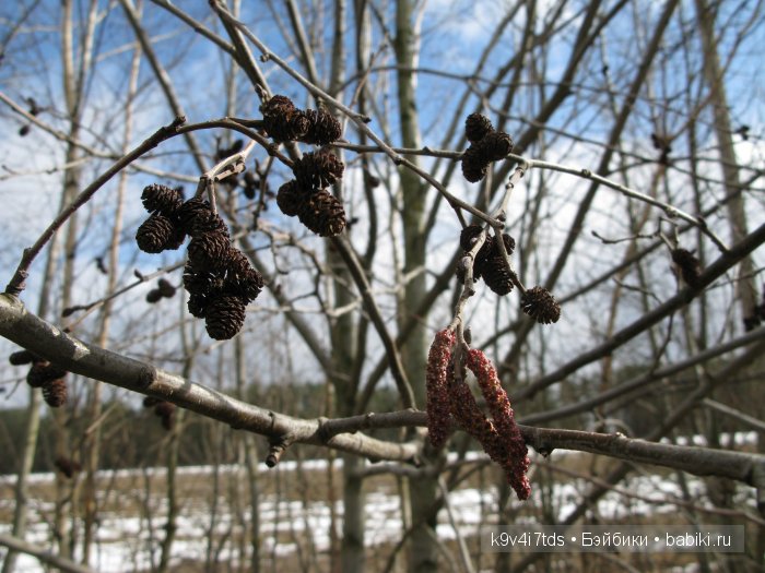 Весна идёт - весне дорогу! Бонус: фото солнечного затмения 2015. LittleFee Bonnie от Fairyland