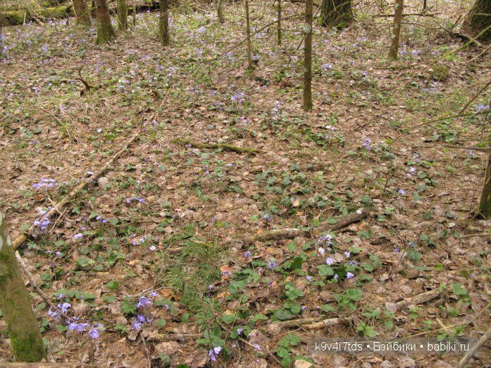 Виолетта - нежный цветок. Антикварная кукла от Nikolaus Oberender (фото 8)