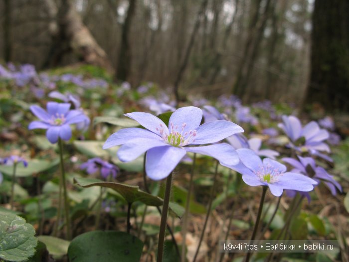Виолетта - нежный цветок. Антикварная кукла от Nikolaus Oberender