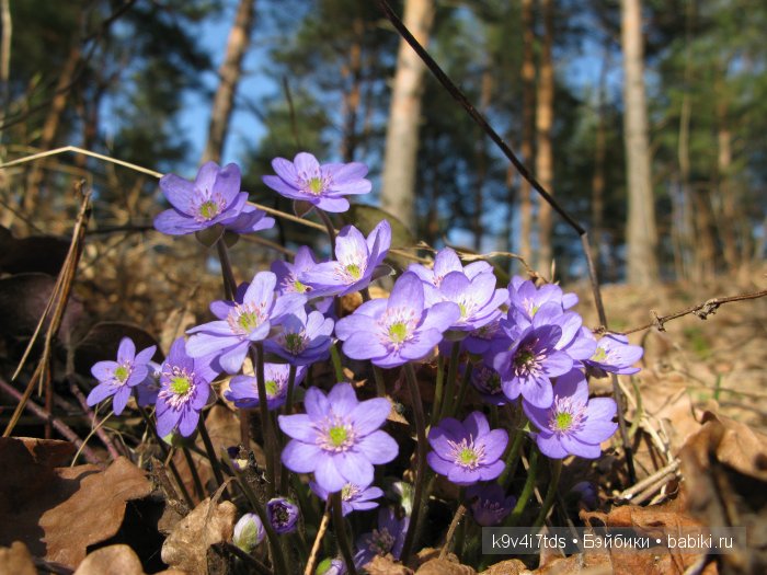 Виолетта - нежный цветок. Антикварная кукла от Nikolaus Oberender