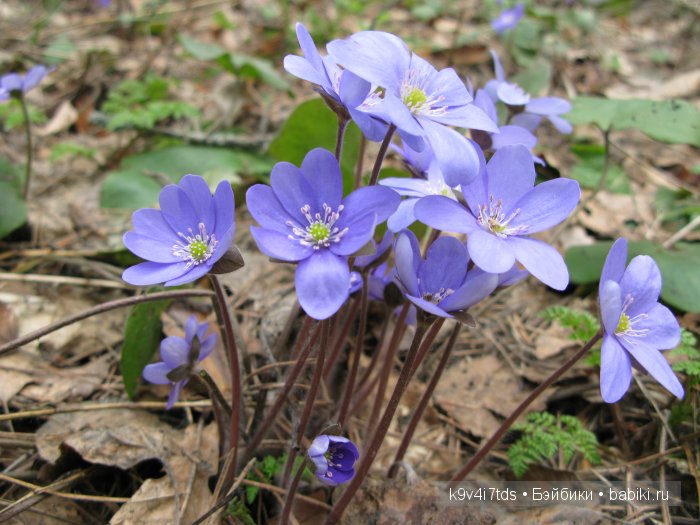 Виолетта - нежный цветок. Антикварная кукла от Nikolaus Oberender (фото 10)