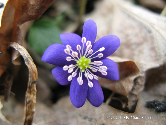 Виолетта - нежный цветок. Антикварная кукла от Nikolaus Oberender