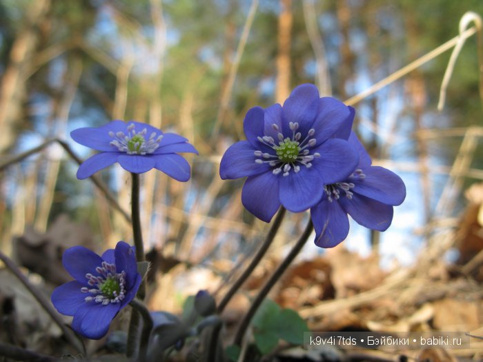 Виолетта - нежный цветок. Антикварная кукла от Nikolaus Oberender