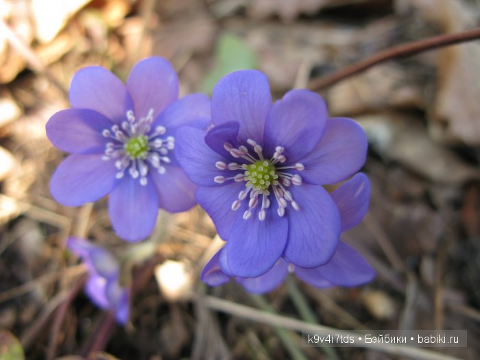 Виолетта - нежный цветок. Антикварная кукла от Nikolaus Oberender