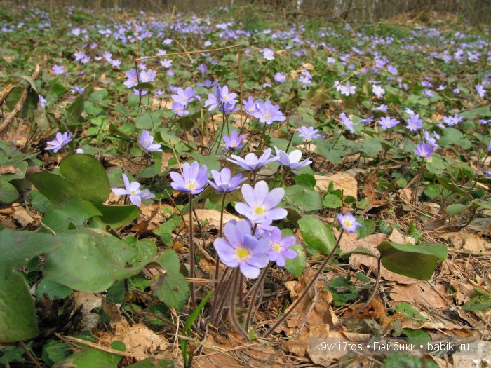 Виолетта - нежный цветок. Антикварная кукла от Nikolaus Oberender (фото 9)