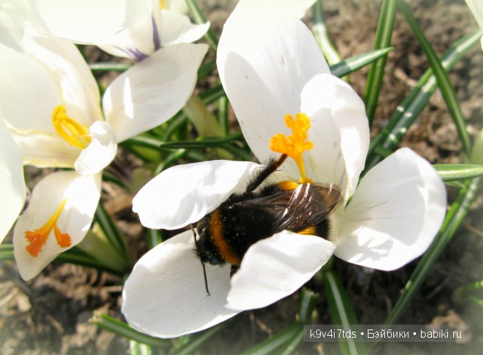 Весна в лесу. LittleFee Bonnie от Fairyland | Бэйбики Весна в лесу. LittleFee Bonnie от Fairyland