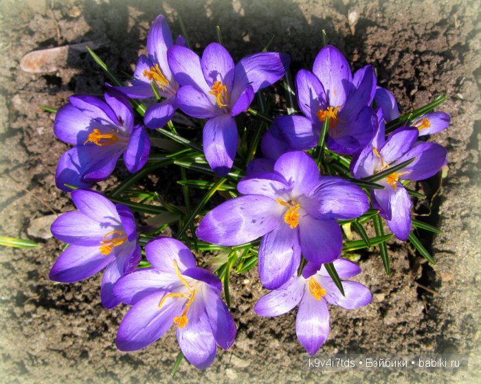 Весна в лесу. LittleFee Bonnie от Fairyland | Бэйбики Весна в лесу. LittleFee Bonnie от Fairyland