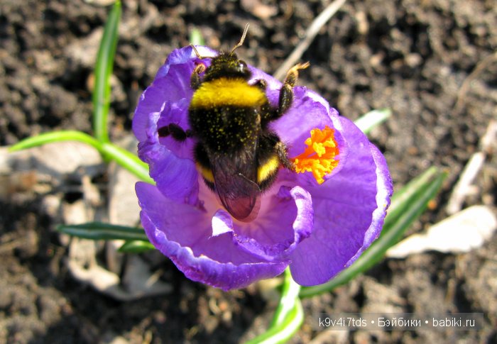 Весна в лесу. LittleFee Bonnie от Fairyland | Бэйбики Весна в лесу. LittleFee Bonnie от Fairyland