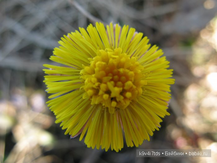 Весна в лесу. LittleFee Bonnie от Fairyland | Бэйбики Весна в лесу. LittleFee Bonnie от Fairyland