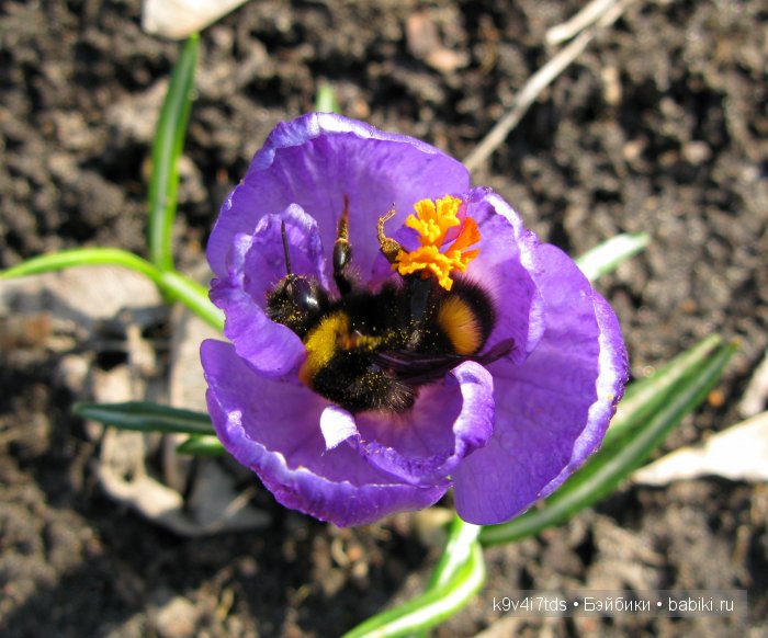 Весна в лесу. LittleFee Bonnie от Fairyland | Бэйбики Весна в лесу. LittleFee Bonnie от Fairyland