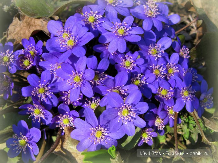 Весна в лесу. LittleFee Bonnie от Fairyland | Бэйбики Весна в лесу. LittleFee Bonnie от Fairyland (фото 4)